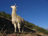 llama-machu-picchu